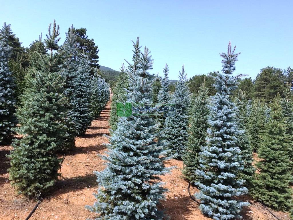 arbejde pels instans Colorado Spruce, Blue Spruce Glauca - Picea pungens glauca (PINACEAE) - SMS  Marmara Group