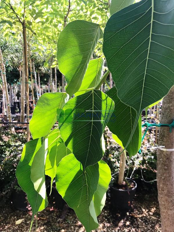 Ficus religiosa (MORACEAE)