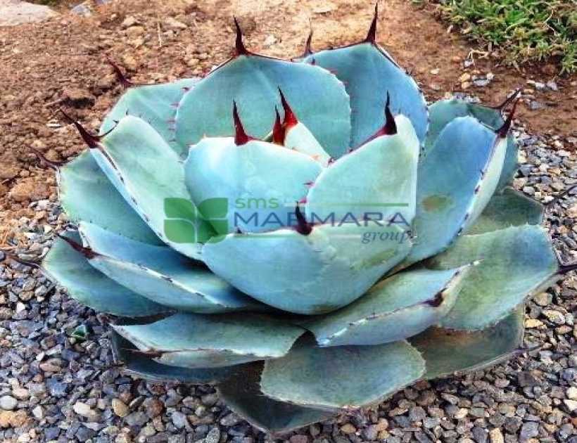 Agave parryi (ASPARAGACEAE)