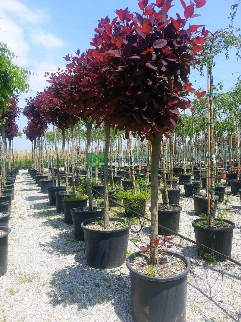kullanma tehlike Walter Cunningham  Bulut ağacı kırmızı yapraklı,Duman ağacı,Peruka ağacı, Boyacı sumağı -  Cotinus coggygria royal purple (ANACARDIACEAE) - SMS Marmara Group
