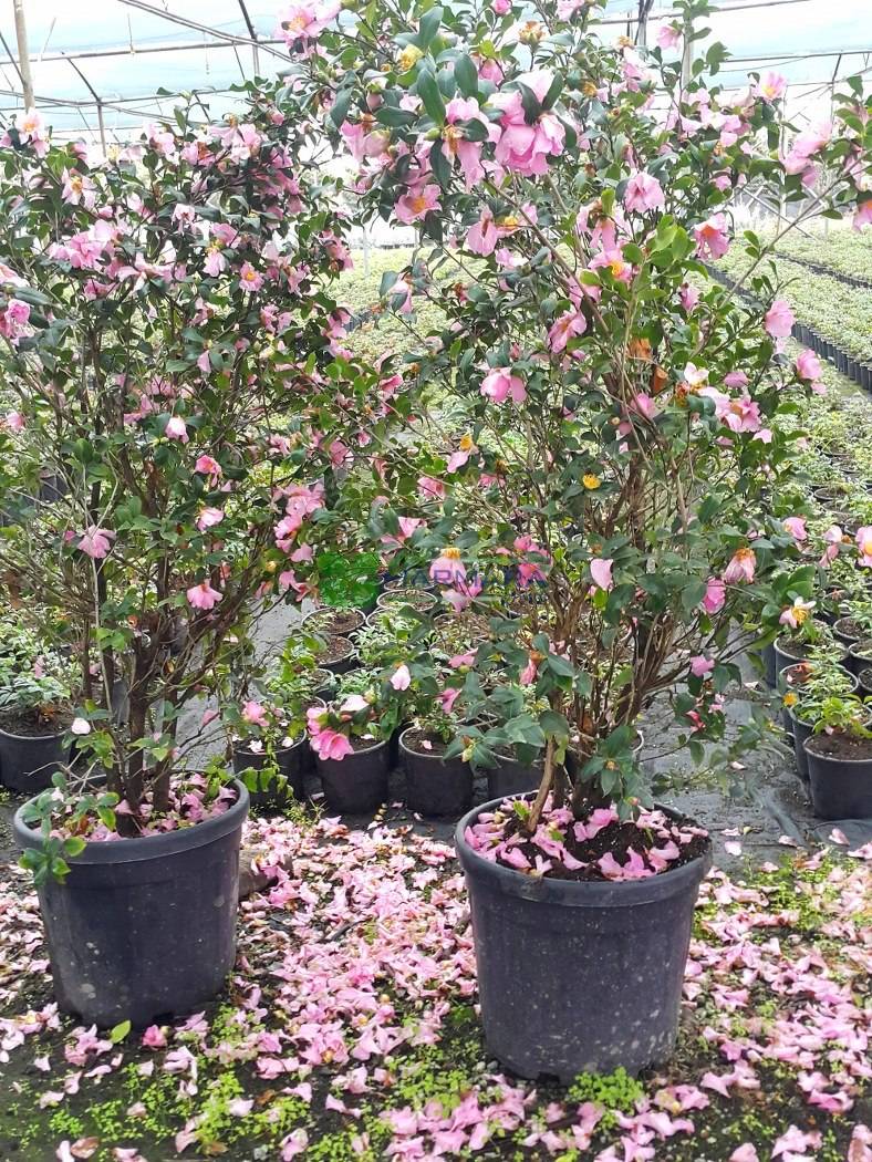 Sasanqua Camellia, Autumn Camellia Cleopatra - Camellia sasanqua cleopatra  (THEACEAE) - SMS Marmara Group