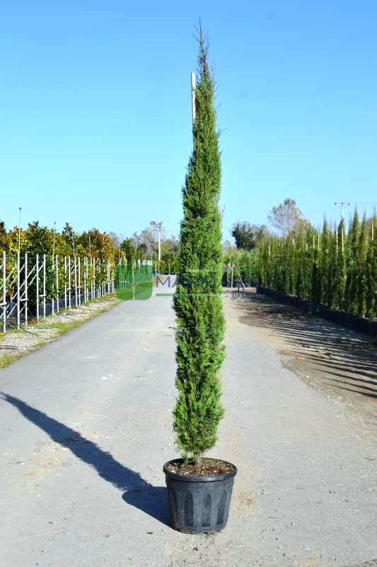 Italian Cypress, Funeral Cypress, Mediterranean Cypress - Cupressus ...