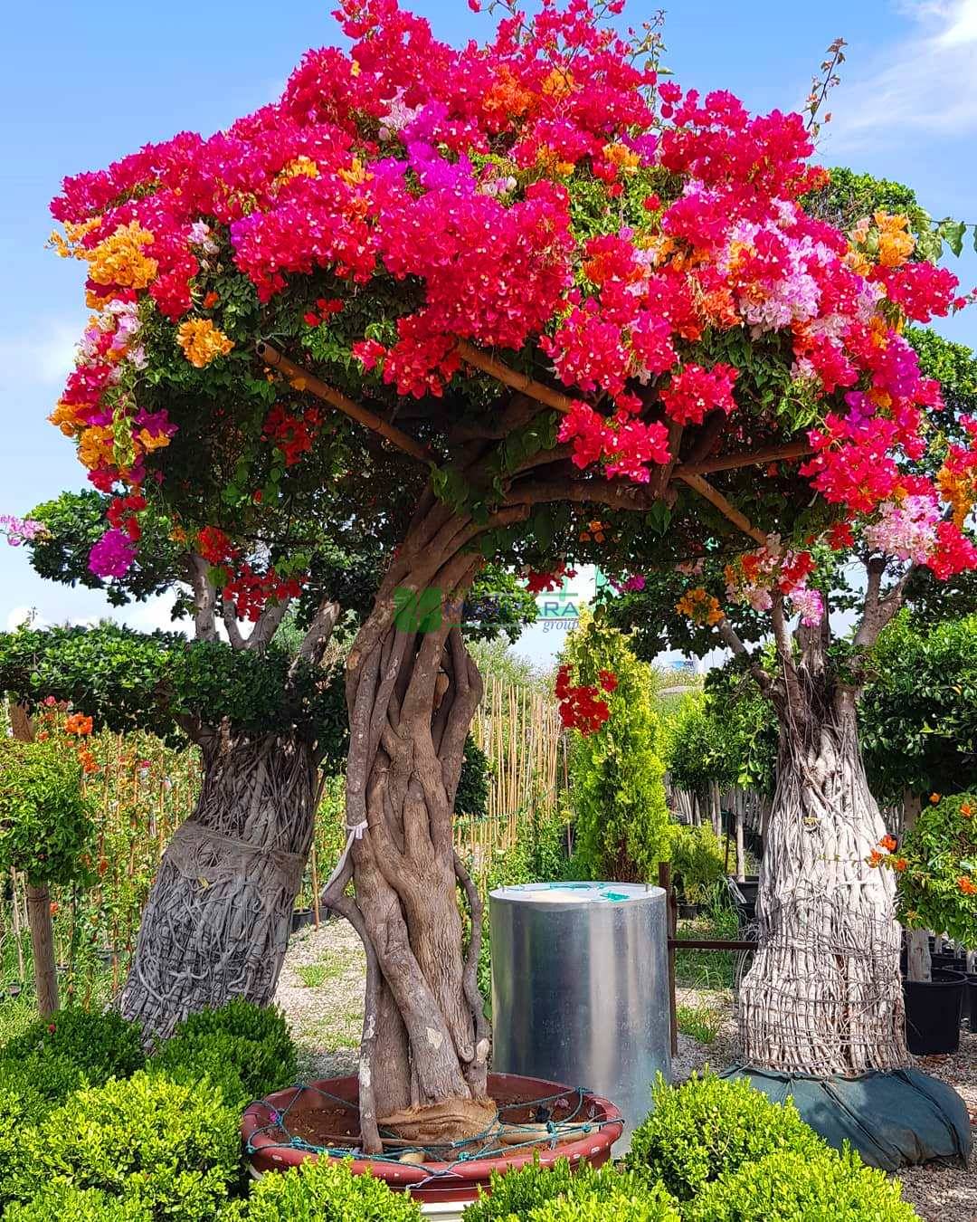 Great Bougainvillea Mixed Hybrids color, mushrooms shape - Bougainvillea  glabra multicolor mushrooms (NYCTAGINACEAE) - SMS Marmara Group