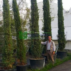 Italian Cypress, Funeral Cypress, Mediterranean Cypress