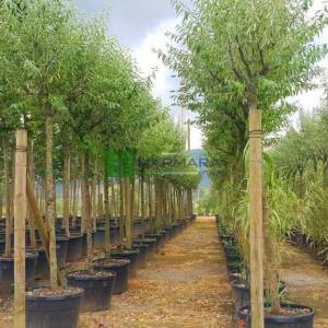 Silver Russian Olive