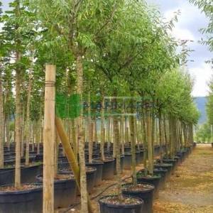Silver Russian Olive