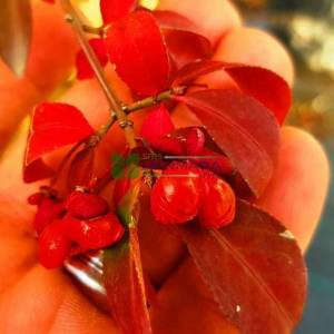 Kızaran avrupa taflanı, Kırmızı yapraklı yarı bodur avrupa taflanı - Euonymus alatus compacta (CELASTRACEAE)