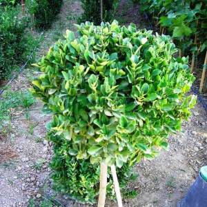 Yeşil yapraklı taflan - Euonymus japonicus half tige:130cm (CELASTRACEAE)