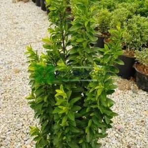Minyatür yapraklı taflan, Sütun taflan, Şimşir yapraklı taflan - Euonymus japonicus greenspire (CELASTRACEAE)