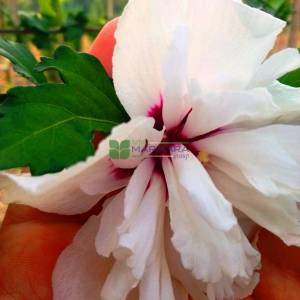 Rose of sharon, shrub althea china chiffon bricutts