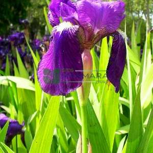Geniş yapraklı süsen - Iris germanica (IRIDACEAE)