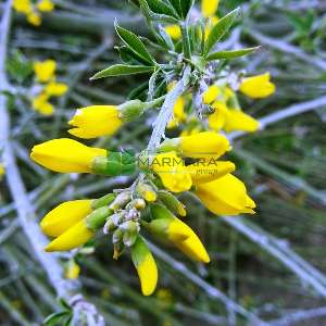 Sarı çiçekli Dağ sarı salkımı, Altın yağmuru çiçeği, Sarı akasya, - Laburnum anagyroides (LEGUMINOSAE)