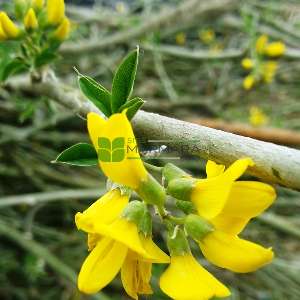 Sarı çiçekli Dağ sarı salkımı, Altın yağmuru çiçeği, Sarı akasya, - Laburnum anagyroides (LEGUMINOSAE)
