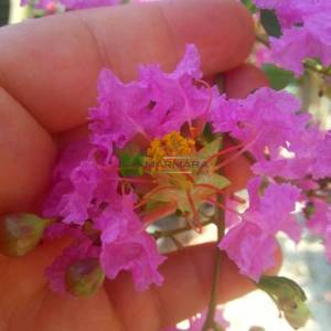 oya ağacı mor çiçekli , ispanyol leylağı, hint leylağı, amerikan oya, çin oya - Lagerstroemia indica purple tige (LYTHRACEAE)