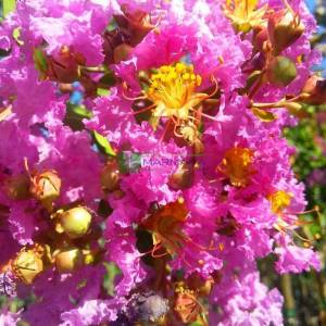 oya ağacı mor çiçekli , ispanyol leylağı, hint leylağı, amerikan oya, çin oya - Lagerstroemia indica purple tige (LYTHRACEAE)