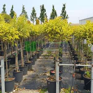Alaca yapraklı japon kurtbağrı kısa tij - Ligustrum japonicum excelsum superbum half tige (OLEACEAE)