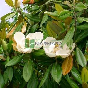 Piramit formlu yaprak dökmeyen beyaz çiçekli manolya fidanı, Herdaim yeşil manolya - Magnolia grandiflora gallisoniensis pyramidale (MAGNOLIACEAE)