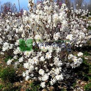 Yıldız çiçekli saray manolyası, Yaprak döken manolya,Japon manolyası - Magnolia stellata multi stem (MAGNOLIACEAE)