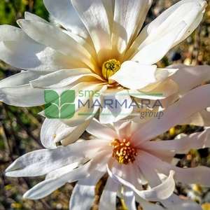 Yıldız çiçekli saray manolyası, Yaprak döken manolya,Japon manolyası - Magnolia stellata multi stem (MAGNOLIACEAE)