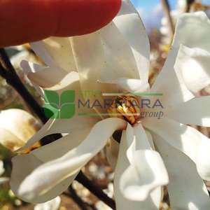 Star Magnolia bush