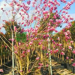 Aşılı saray manolyası ağacı, Yaprak döken manolya - Magnolia x lennei multi stem (MAGNOLIACEAE)