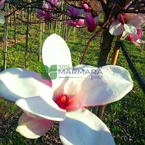 Saucer Magnolia, Tulip Tree 'Lennei'