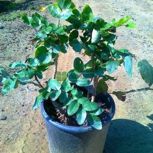 Amerikan sarıboya çalısı, Oreogon asması - Mahonia aquifolium (BERBERIDACEAE)
