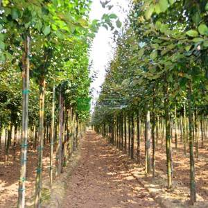 Armut Yapraklı Çiçek Elması, erik yapraklı elma, yaygın yapraklı yengeç elması - Malus prunifolia (ROSACEAE)