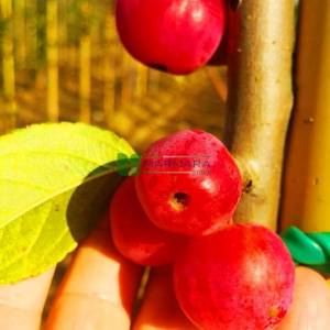Armut Yapraklı Çiçek Elması, erik yapraklı elma, yaygın yapraklı yengeç elması - Malus prunifolia (ROSACEAE)
