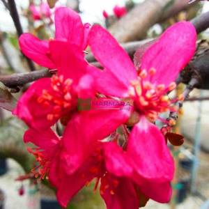 Japon süs elması, Çiçek elması,Japon çiçekli yengeç, Japon yengeç - Malus floribunda tige (ROSACEAE)
