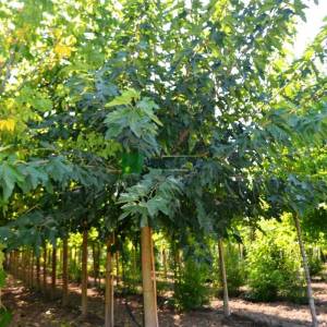 Meyvesiz dut, Peyzaj dutu,Çınar yapraklı dut ağaç formlu - Morus alba fruitless (Morus platanifolia) (MORACEAE)
