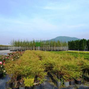 Boylu cennet bambusu - Nandina domestica (BERBERIDACEAE)