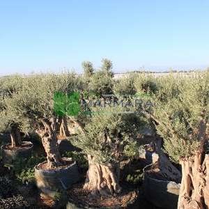 Bonsai-shaped white flowering olive tree, European olive, monument olive