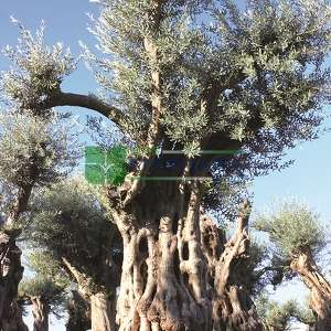 Bonsai-shaped white flowering olive tree, European olive, monument olive
