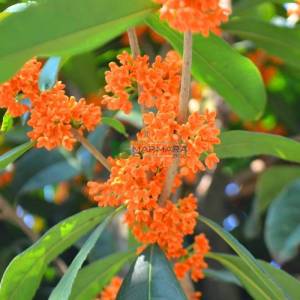 Turuncu çiçekli kokulu osmantus, osmanthus parfüm kokulu - Osmanthus fragrans var. aurantiacus (OLEACEAE)