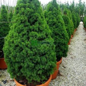 Yeşil cüce konik ladin - Picea glauca albertiana conica (PINACEAE)