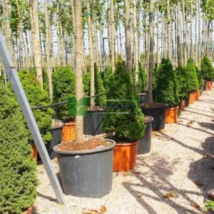 Alberta Spruce, Black Hills Spruce, White Spruce, Canadian Spruce 'Conica'