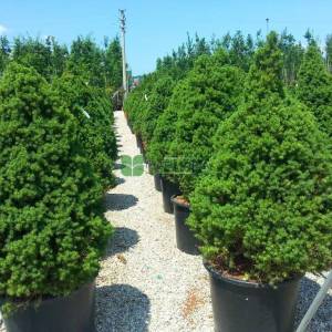 Alberta Spruce, Black Hills Spruce, White Spruce, Canadian Spruce 'Conica'
