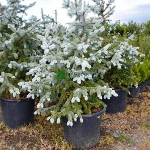 Aşılı Avrupa mavi ladin - Picea pungens hoopsii (PINACEAE)