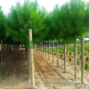 Fıstık çamı - Pinus pinea tige (PINACEAE)