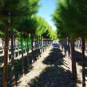 Fıstık çamı - Pinus pinea tige (PINACEAE)