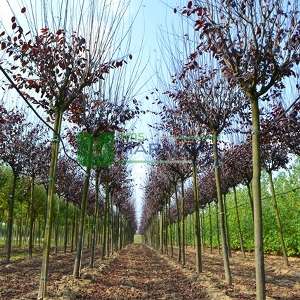 Purple Leaf Plum, Purple Cherry Plum, myrobalan plum tige standart