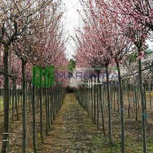 Pembe çiçekli süs eriği ağaç formlu - Prunus cerasifera pissardii nigra tige (ROSACEAE)