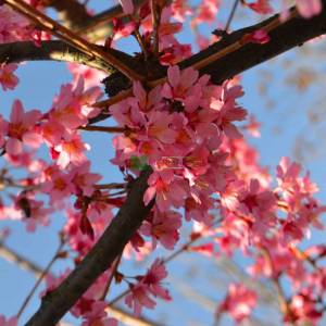 Pembe çiçekli çalı süs kirazı - Prunus okame multi stem (ROSACEAE)