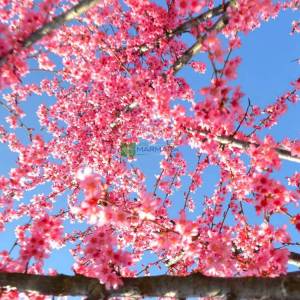 Pembe çiçekli çalı süs kirazı - Prunus okame multi stem (ROSACEAE)