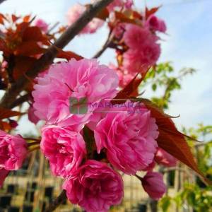 Pembe çiçekli kırmızı yapraklı süs kirazı - Prunus serrulata royal burgundy (ROSACEAE)