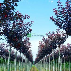 Pembe çiçekli kırmızı yapraklı süs kirazı - Prunus serrulata royal burgundy (ROSACEAE)
