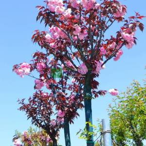 Sweet Cherry, Japanese Flowering Cherry royal burgundy