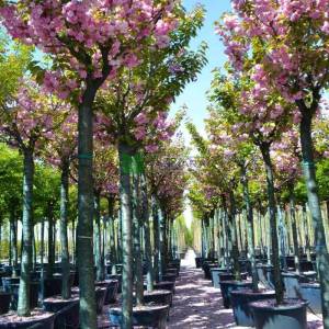 Pembe çiçekli kanzan süs kirazı - Prunus serrulata kanzan (ROSACEAE)