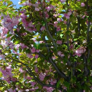 Pembe çiçekli kanzan süs kirazı - Prunus serrulata kanzan (ROSACEAE)
